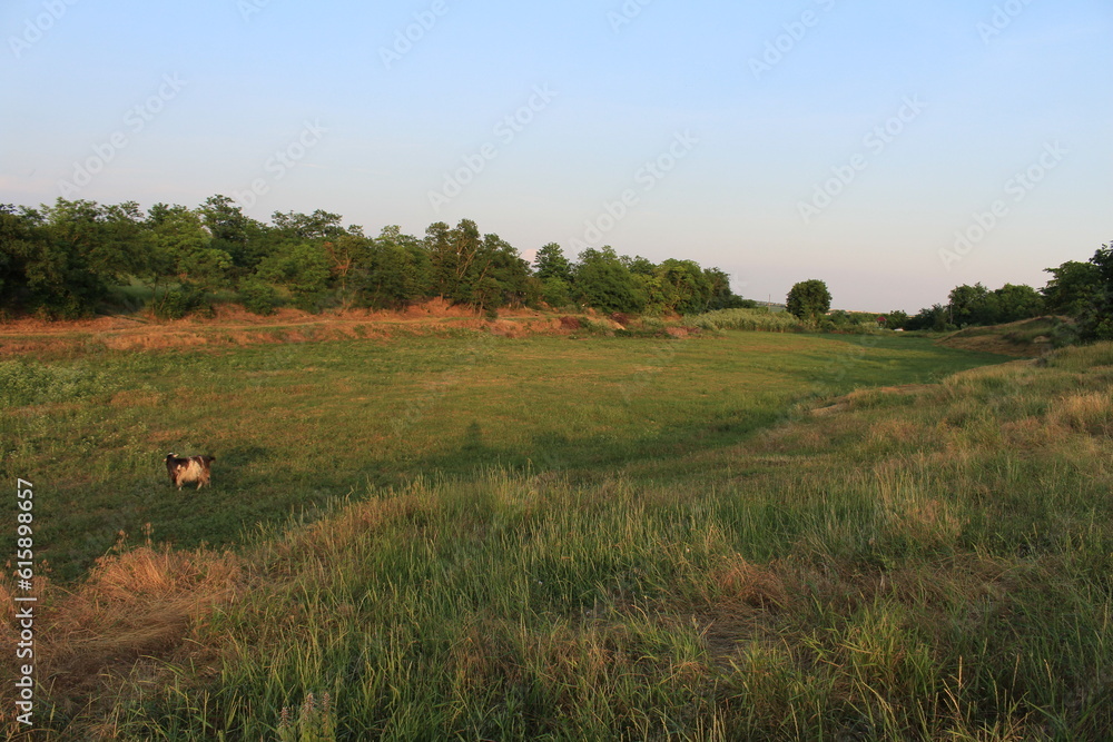 A grassy field with trees