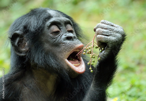 Canvas Print Discover amazing animals – from fluffy pets to wild wonders – all captured in their cutest and most majestic moments