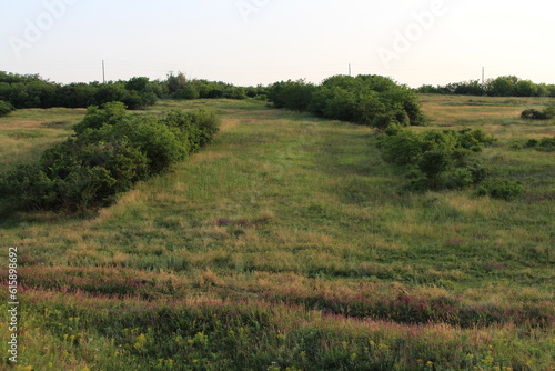 A field of grass and trees