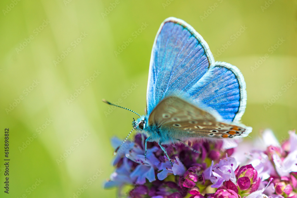 Fototapeta premium common blue, Polyommatus icarus, on an oregano flower