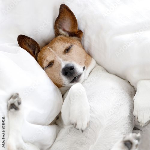 jack russell dog  sleeping on the blanket in bed in   bedroom, ill ,sick or tired, eyes closed © Designpics