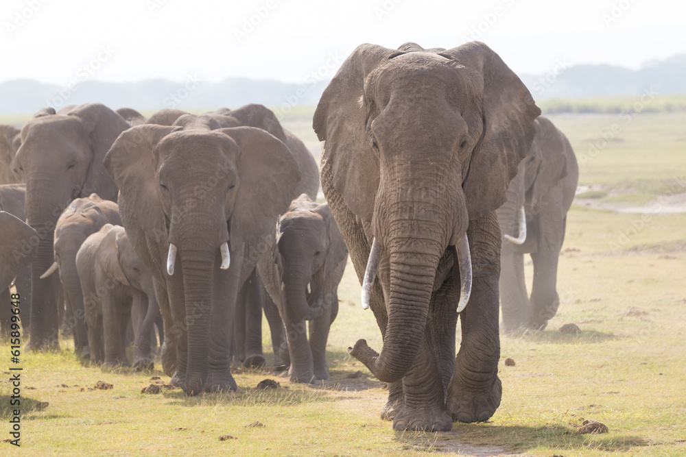 Herd of Elephants at Amboseli National Park, formerly Maasai Amboseli Game Reserve, is in Kajiado District, Rift Valley Province in Kenya. The ecosystem that spreads across the Kenya-Tanzania border.