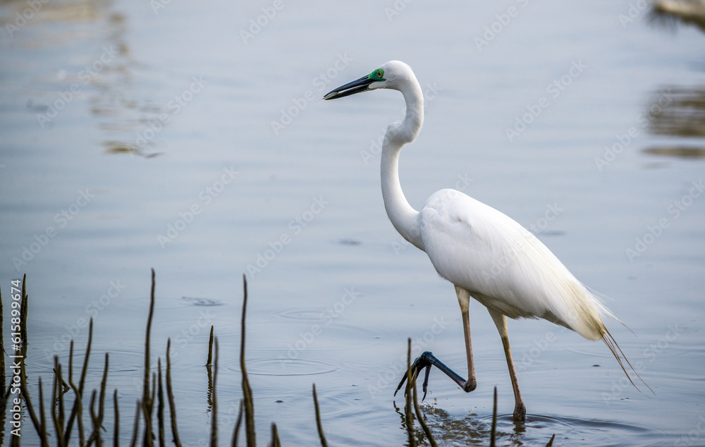Naklejka premium A Common Heron with fish caught in breeding plumage