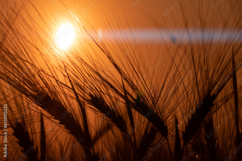 Obraz premium Barley sunset played with sunlight. Barley field blowing in the wind at sunset or sunrise. Sunset on the barley field. Ecological disaster of drought