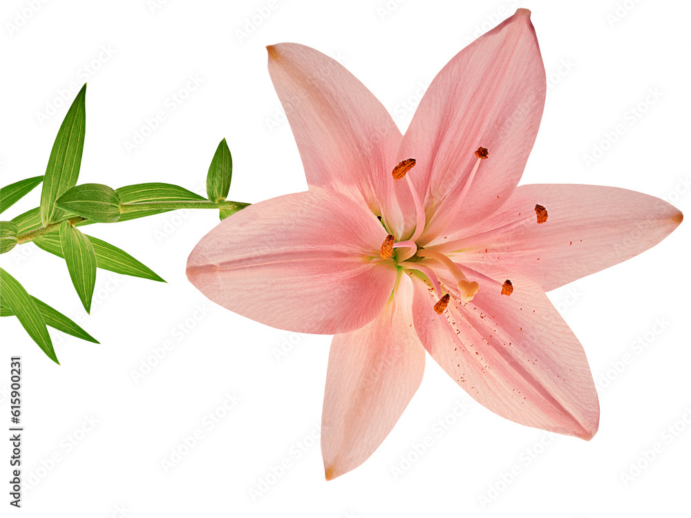Fototapeta premium Beautiful pink lily isolated on white background