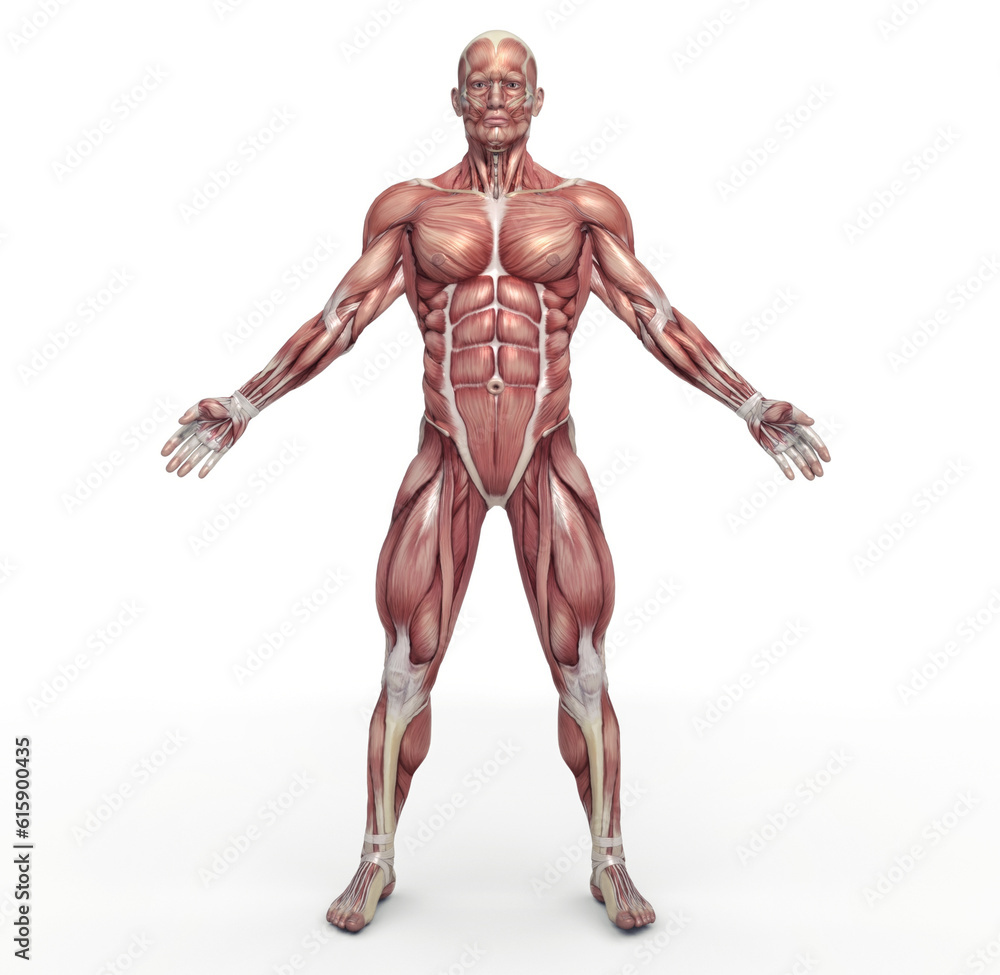 Male muscular system. This is a 3d render illustration Male muscular system. This is a 3d render illustration