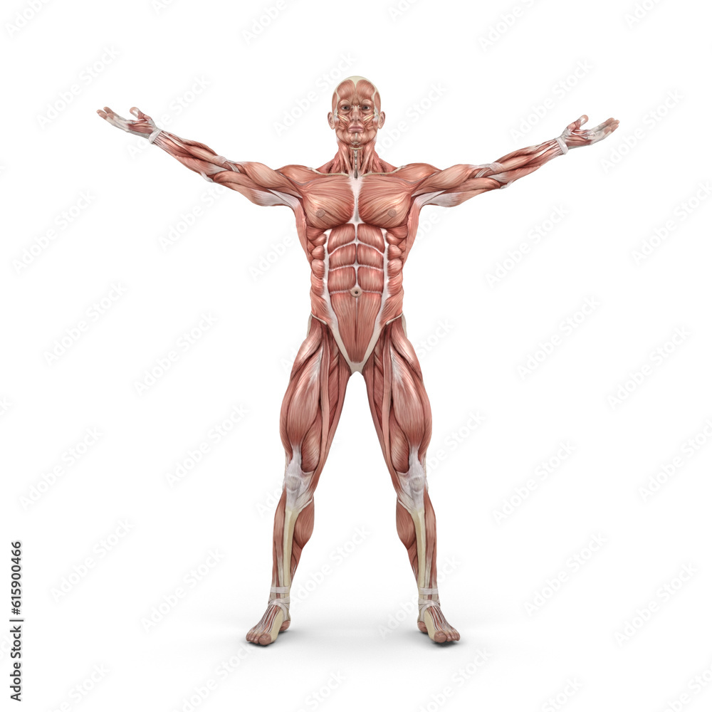 Front view of the muscular system. This is a 3d render illustration Front view of the muscular system. This is a 3d render illustration