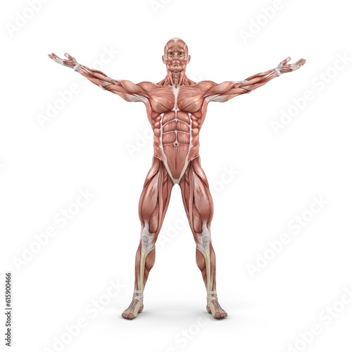 Front view of the muscular system. This is a 3d render illustration
