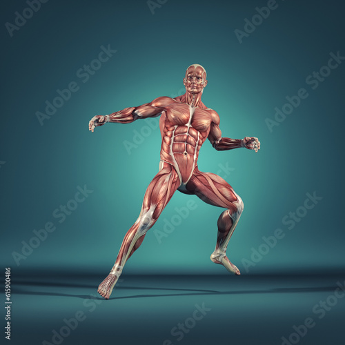 Man performs ground exercises. The muscular system. This is a 3d render illustration
