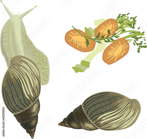 Giant African land snail (Lissachatina fulica), Shell of Giant African land snail and snail food isolated on white background. 