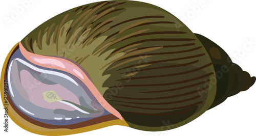 Giant African land snail (Lissachatina fulica) with epiphragm
