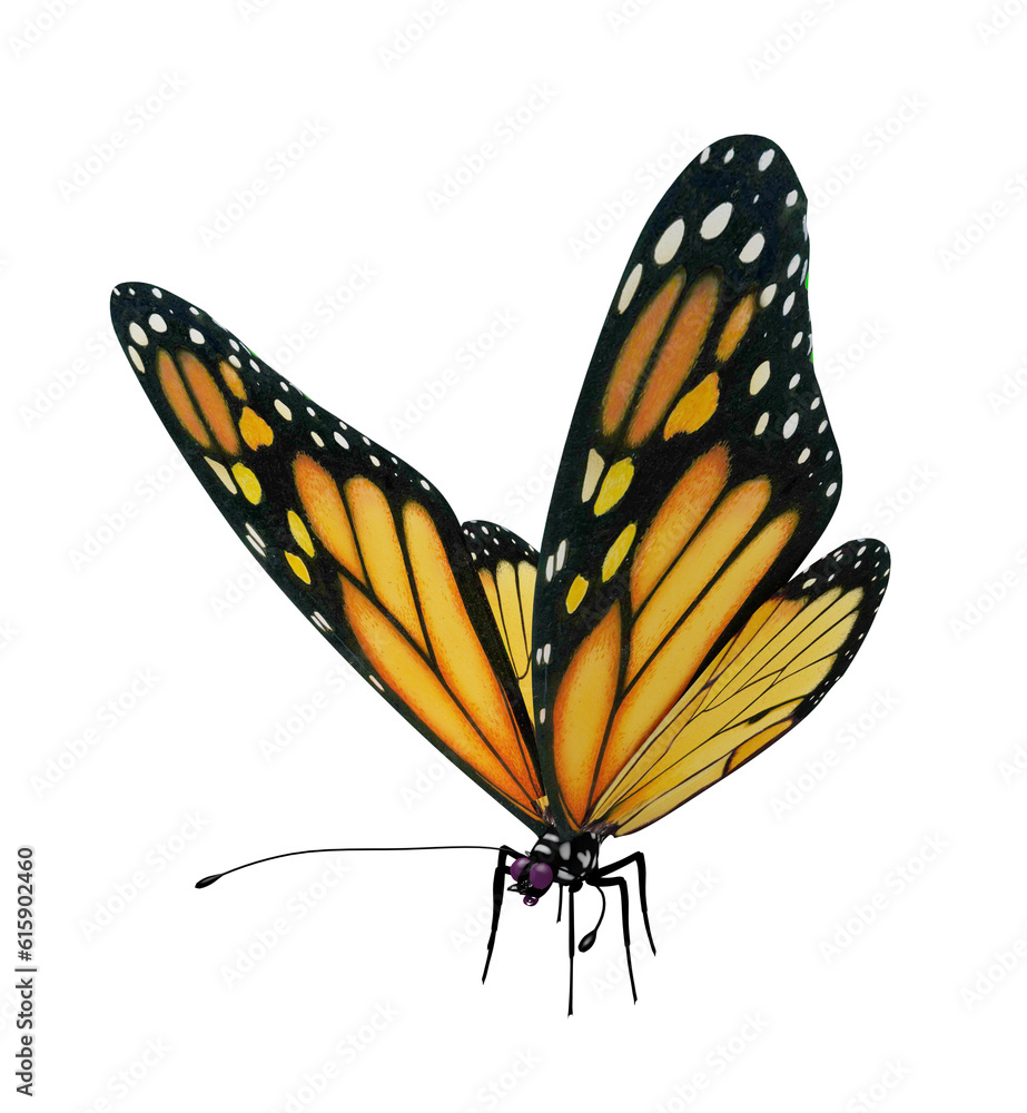 Fototapeta premium butterfly isolated 