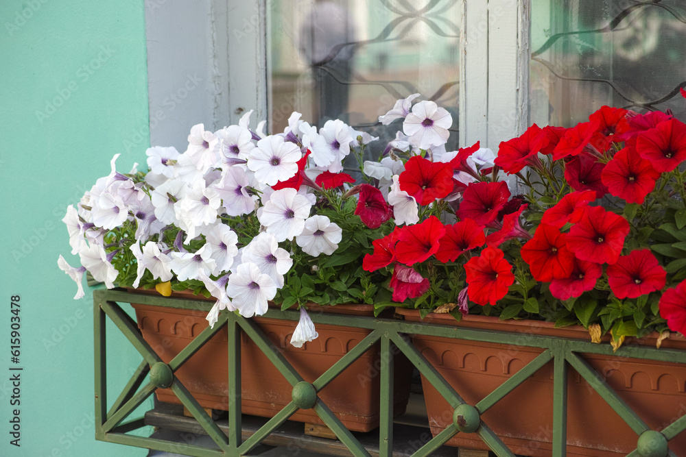 Two planter boxes with white and red petunias hanging under a window