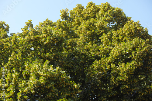 Blossoming linden tree ( Tilia ) over blue sky
