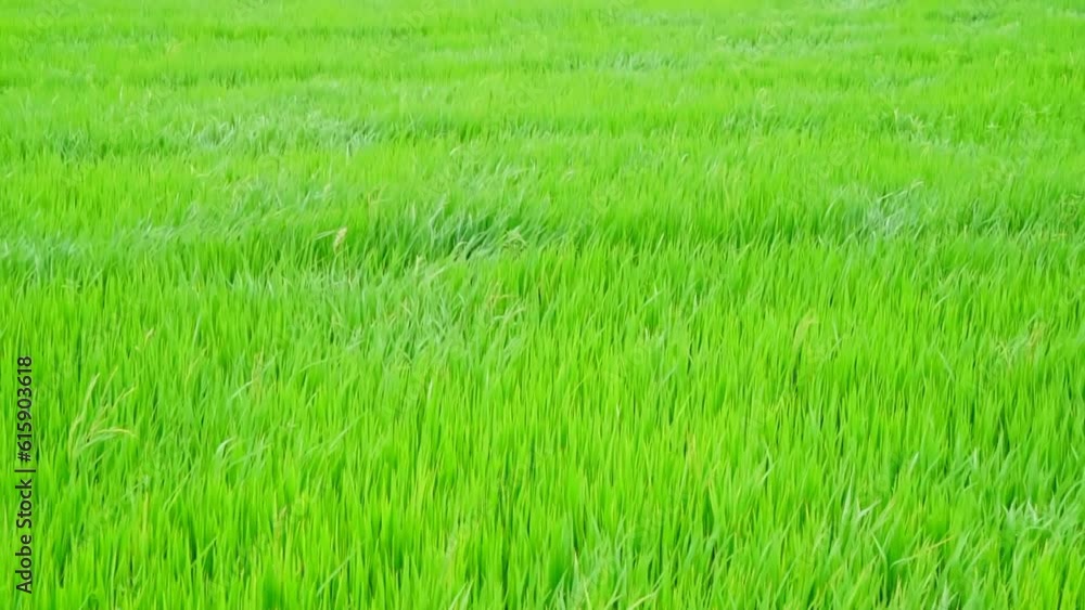 green rice fields that are swaying on the days of stormy winds. green rice fields that are swaying on the days of stormy winds.