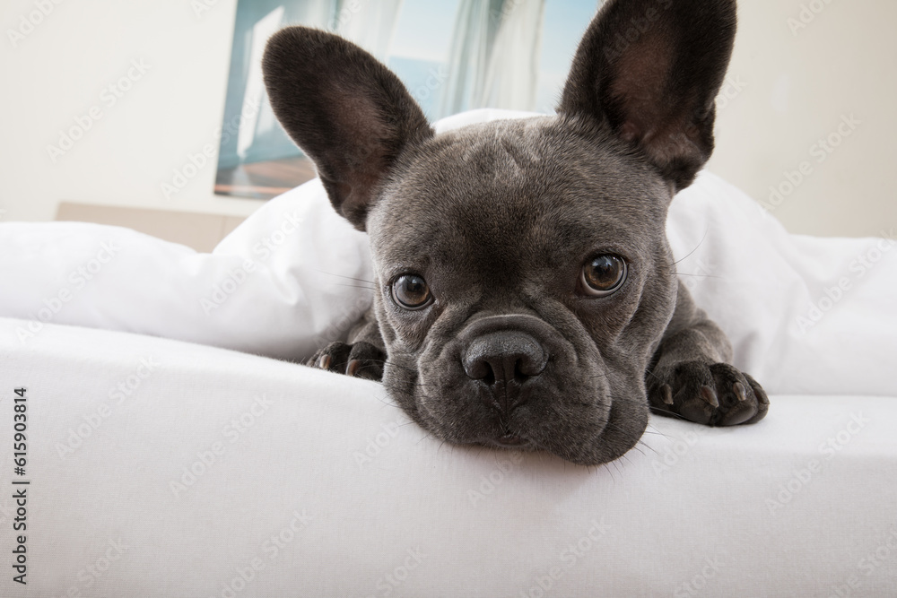 french bulldog dog relaxing  or daydreaming in  bedroom , thinking about life