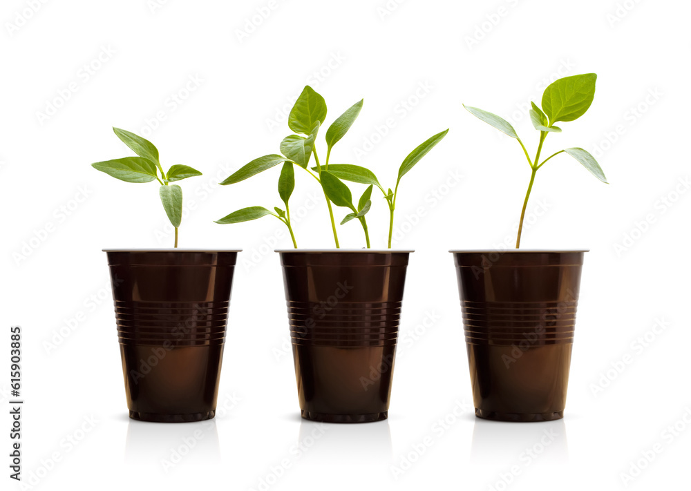 Small green plants in pots. Isolated on white. Small green plants in pots. Isolated on white.
