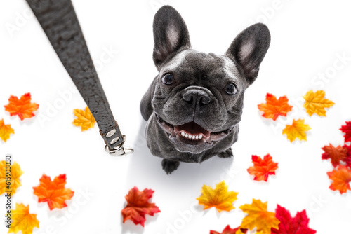 french bulldog dog waiting for owner to play  and go for a walk with leash in autumn or fall , leaves all around © Designpics
