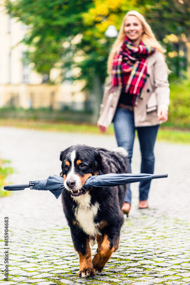 Dog carrying umbrella of his mom in autumn walk as it stopped to rain