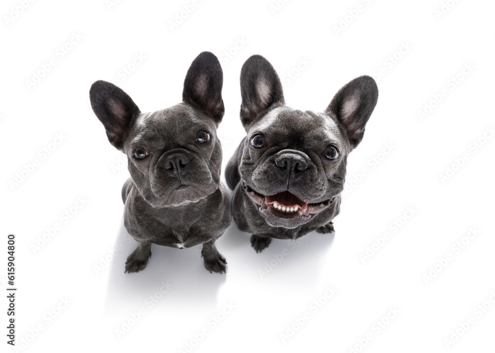 couple of curious french bulldog dogs looking up to owner waiting or sitting patient to play or go for a walk,  isolated on white background