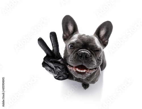 curious french bulldog dog looking up to owner waiting or sitting patient to play or go for a walk,with peace or victory fingers,  isolated on white background, one eye closed squinting