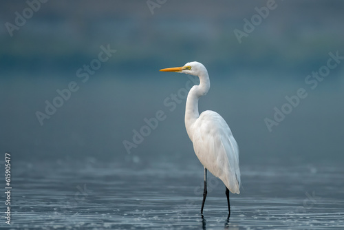 Canvastavla The great egret or Ardea alba observed in Gajoldaba in West Bengal, India