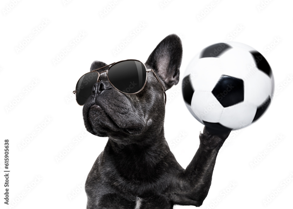 soccer french bulldog  dog playing with leather ball  , isolated on white background, wide angle fisheye view