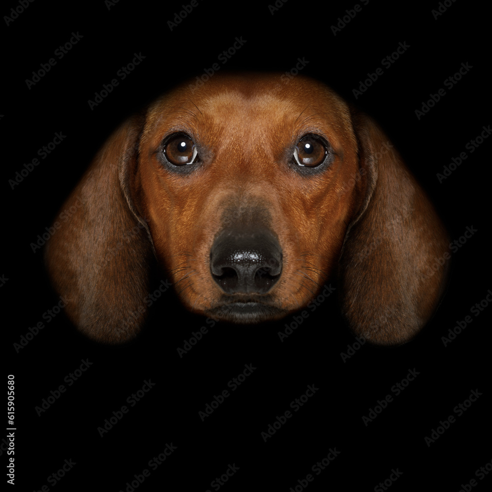 dachshund sausage dog isolated on black dark dramatic background looking at you frontal, isolated