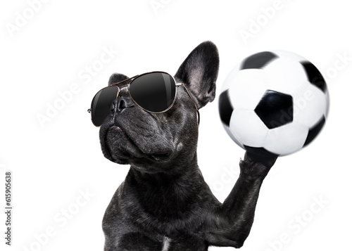 soccer french bulldog dog playing with leather ball , isolated on white background, wide angle fisheye view