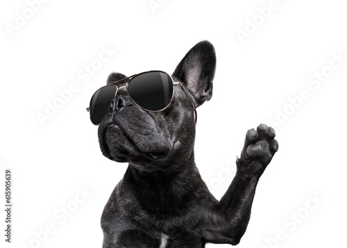 cool trendy posing french bulldog with sunglasses looking up like a model , isolated on white background, with paw high five © Designpics