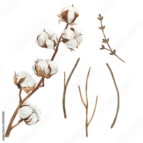 Watercolor illustration cotton and twigs. Hand drawn clipart isolated on white background. Holiday winter and autumn print. For wedding invitation, textile, scrapbooking, card, invitation.