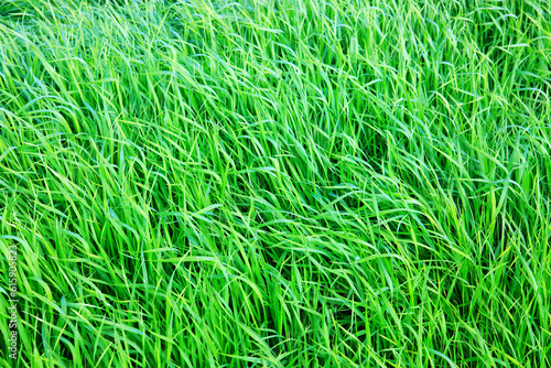 Wild green grass field. Nature meadow background.