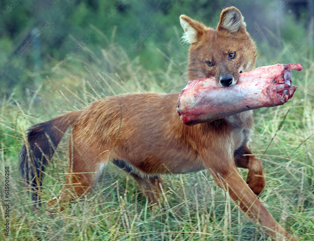 Wolves and foxes, both members of the Canidae family, possess captivating qualities and play significant roles in various ecosystems.
Wolves and foxes, both members of the Canidae family, possess captivating qualities and play significant roles in various ecosystems.