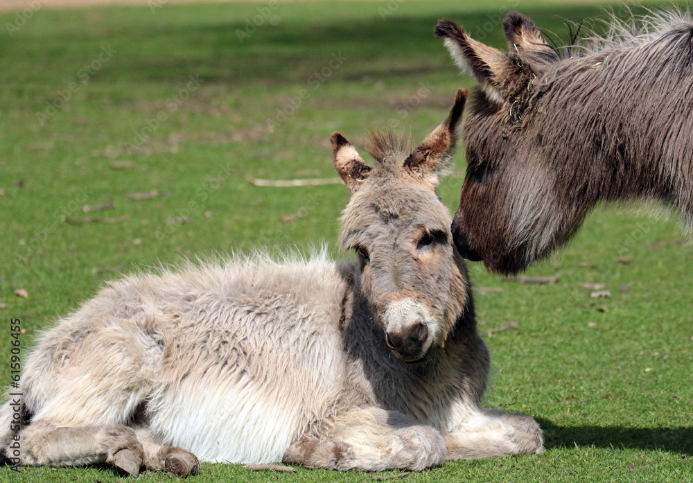 Fototapeta premium donkey