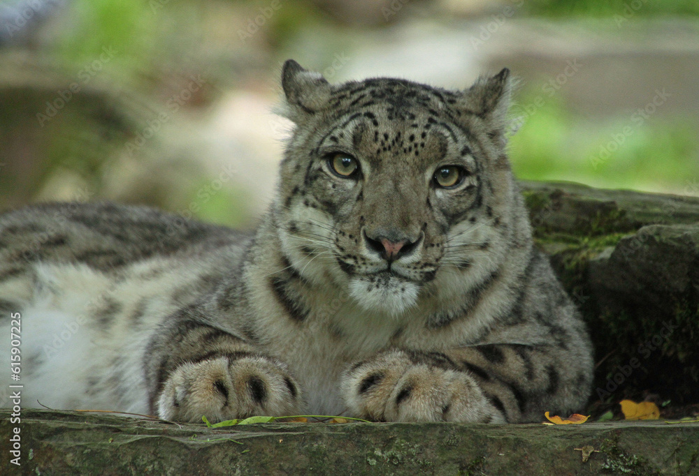 Obraz premium snow leopard cub