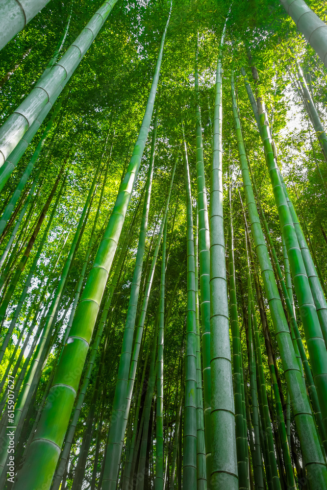 Arashiyama bamboo forest in Sagano, Kyoto, Japan Arashiyama bamboo forest in Sagano, Kyoto, Japan