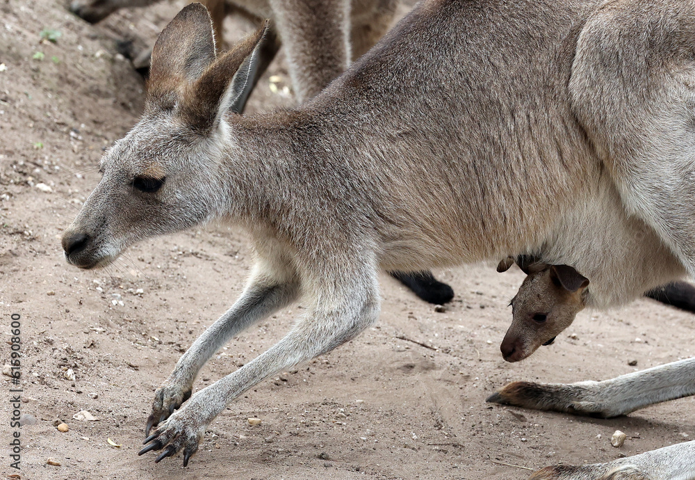 A Wildlife Photography Adventure