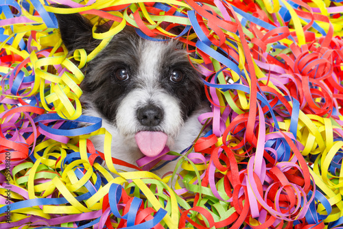 poodle dog having a party with serpentine streamers, for birthday or happy new year, sticking out the tongue © Designpics