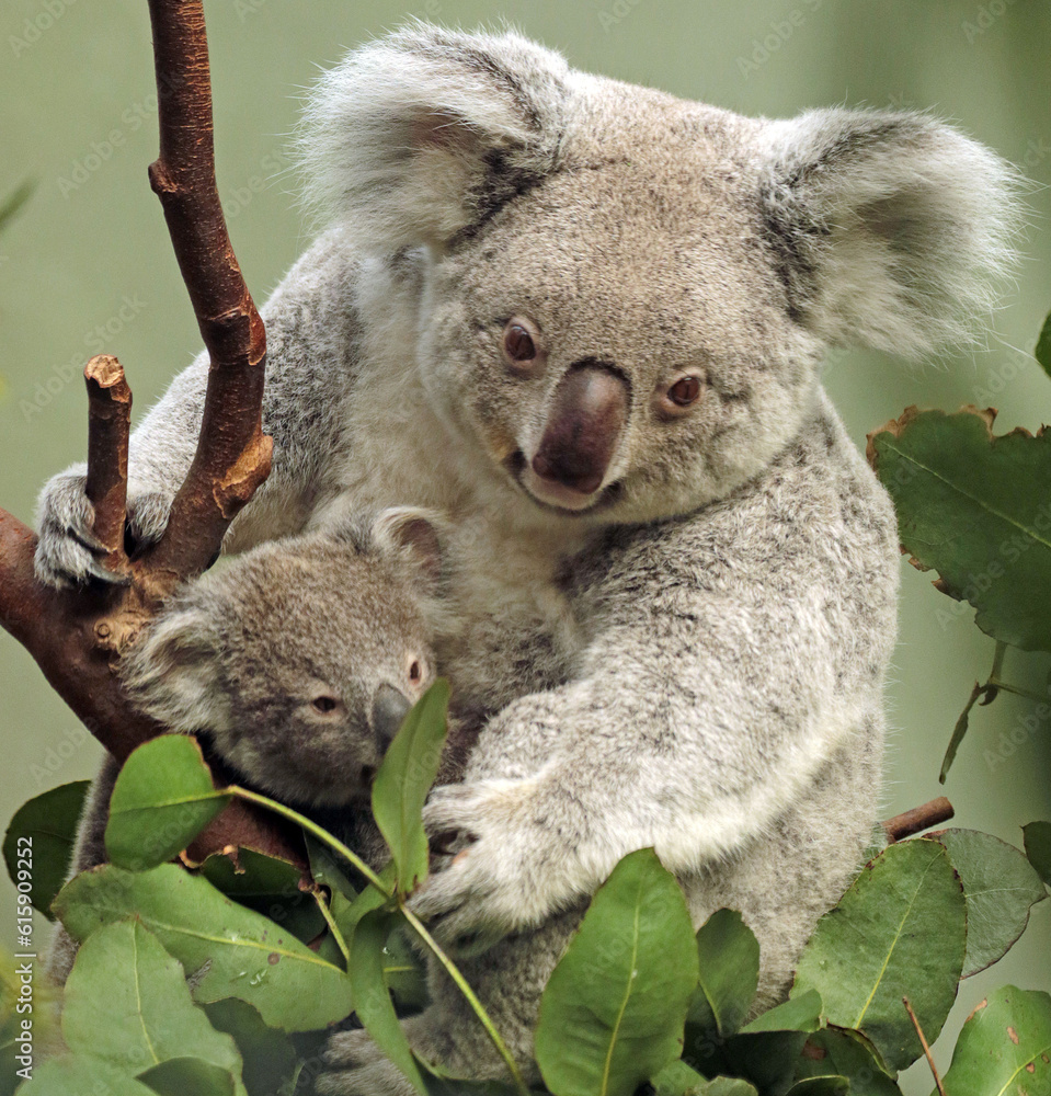 Fototapeta premium A Wildlife Photography Adventure