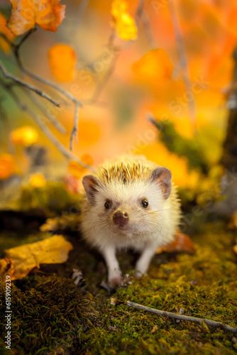 African pygmy hedgehog on green moss. Autumn © Designpics