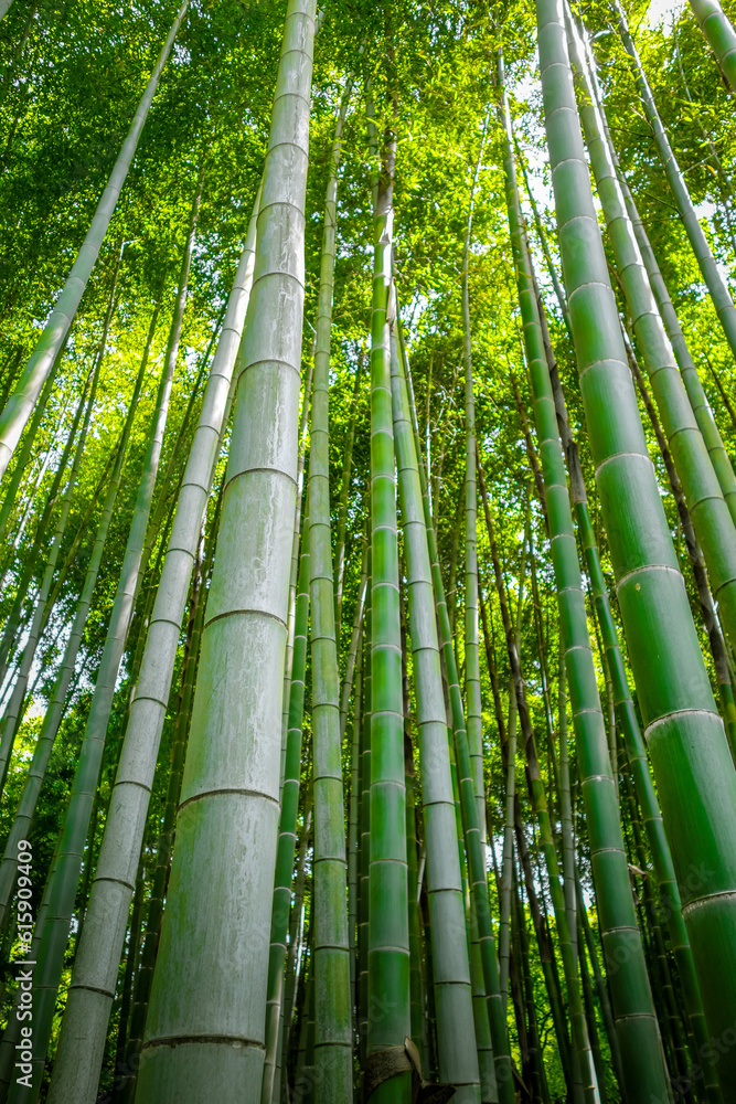 Arashiyama bamboo forest in Sagano, Kyoto, Japan Arashiyama bamboo forest in Sagano, Kyoto, Japan