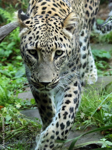 leopard in the zoo