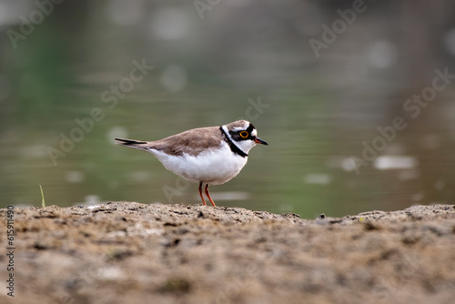 Little ringed plover or Charadrius dubius observed in Gajoldaba in West Bengal photo