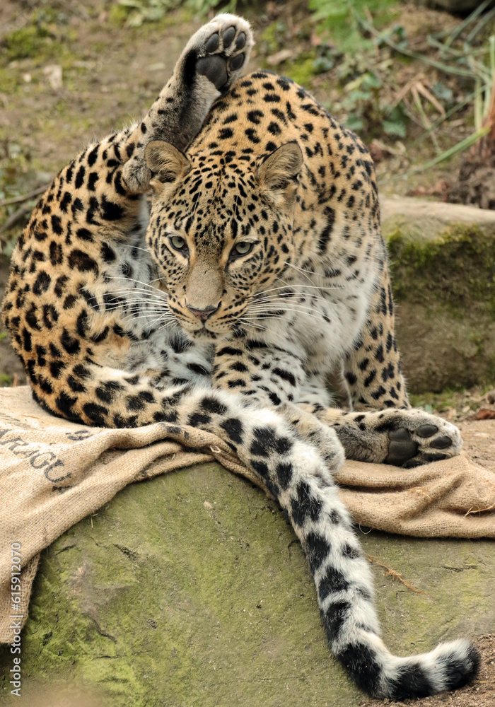 leopard in the zoo leopard in the zoo