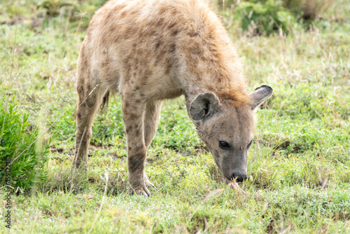 Hyena grazes and prowls through the grassy plain of Serengeti National Park