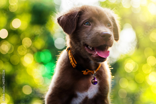 Brown Labrador Retriever puppy dog with foliage bokeh sunset light abstract