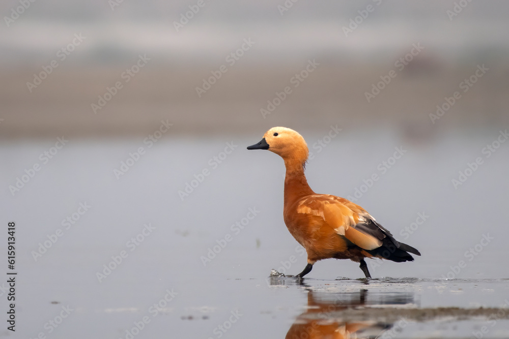 Ruddy shelduck or Tadorna ferruginea observed in Gajoldaba in Weset Bengal,India Ruddy shelduck or Tadorna ferruginea observed in Gajoldaba in Weset Bengal,India