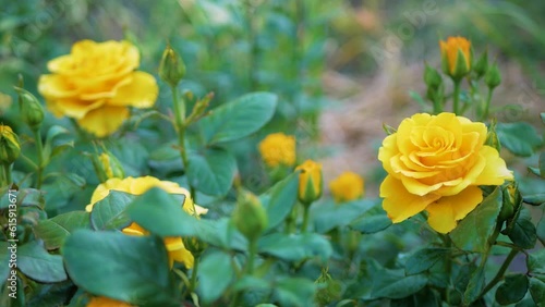 Yellow roses in the garden close-up, selective focus
