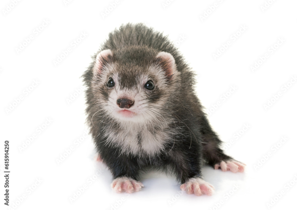 Fototapeta premium female ferret in front of white background