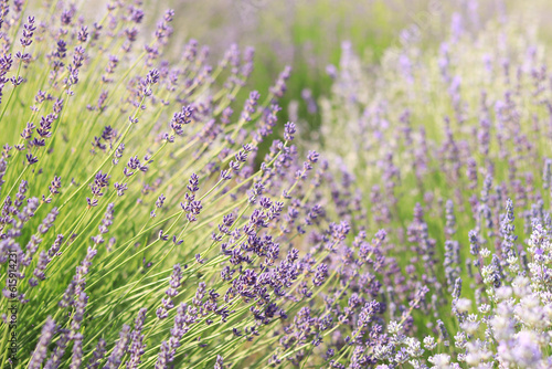 Close-up of lavender bushes  selective focus. Purple lavender flowers in sunlight. Lavender field